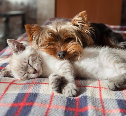 Cat and dog sleeping while with pet sitter