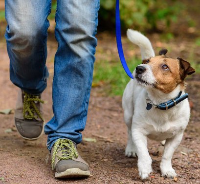 Small dog being walked by dog walker on lead